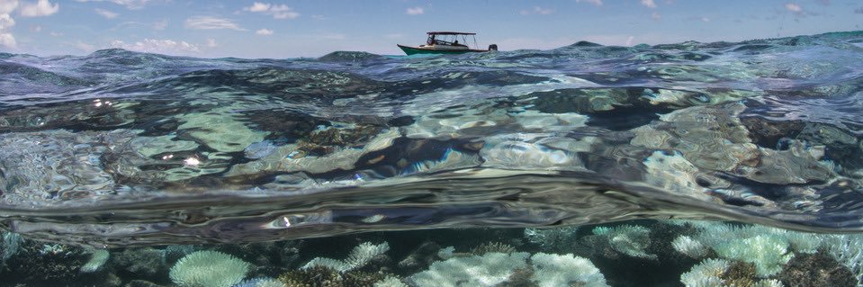 50 Reefs banner