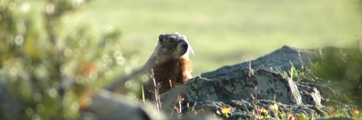 mazerlodge's profile banner image