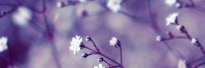 paula_botto's profile banner image