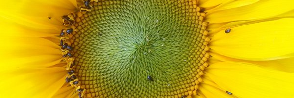 Torbax Profile Banner