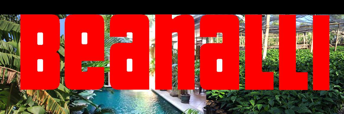 beanalli's profile banner image