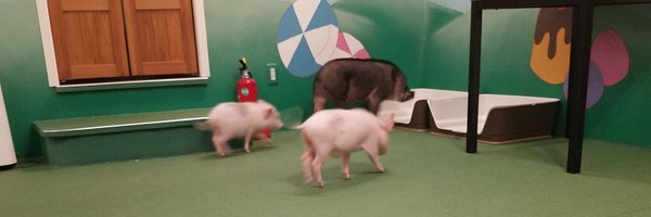 sasatonchin Profile Banner