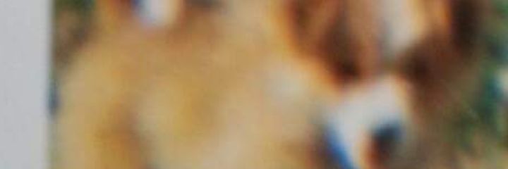 sheila Locke banner