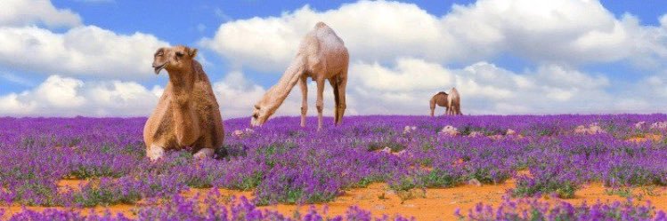 saad888r's profile banner image