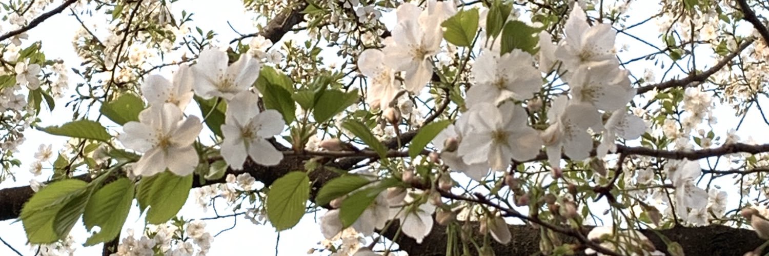 ☆Rosencrantz☆ banner