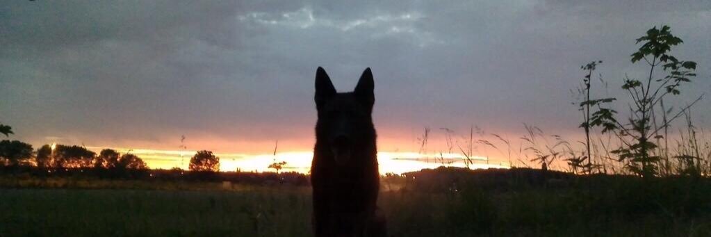WY Police Dogs banner