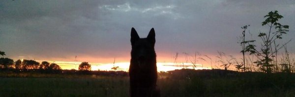 WYPDogs Profile Banner