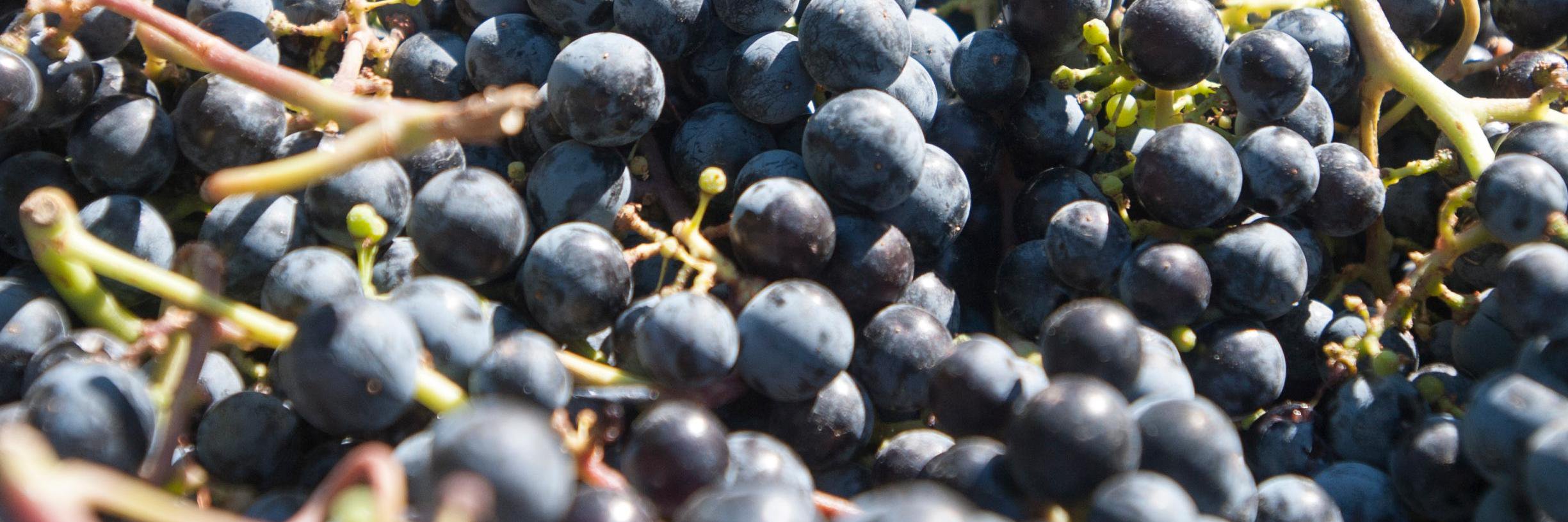 Pomeroy_Cellars's profile banner image