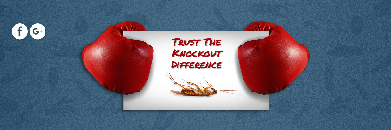 KnockoutPestNY's profile banner image