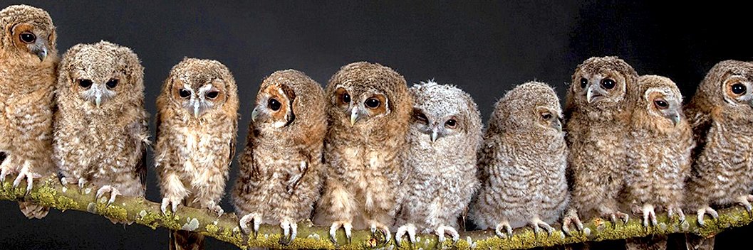 Elly (please buy my book) banner