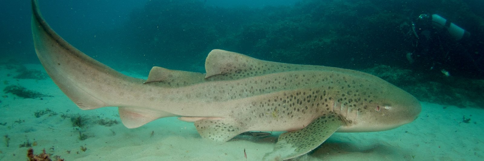 Cedric van den Berg banner