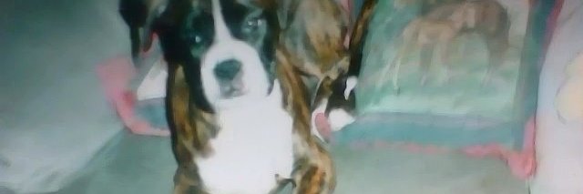 elizabeth wright banner