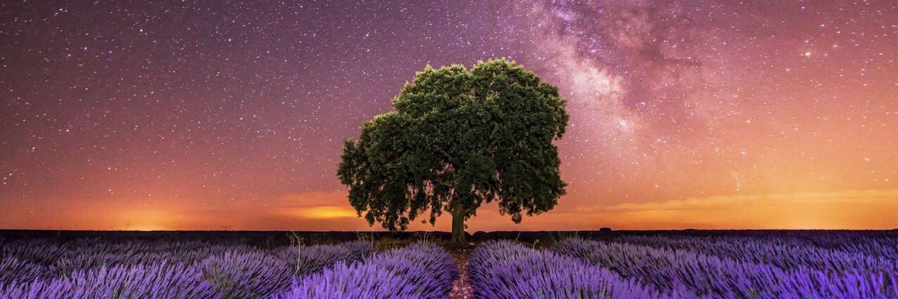 David Rocaberti banner