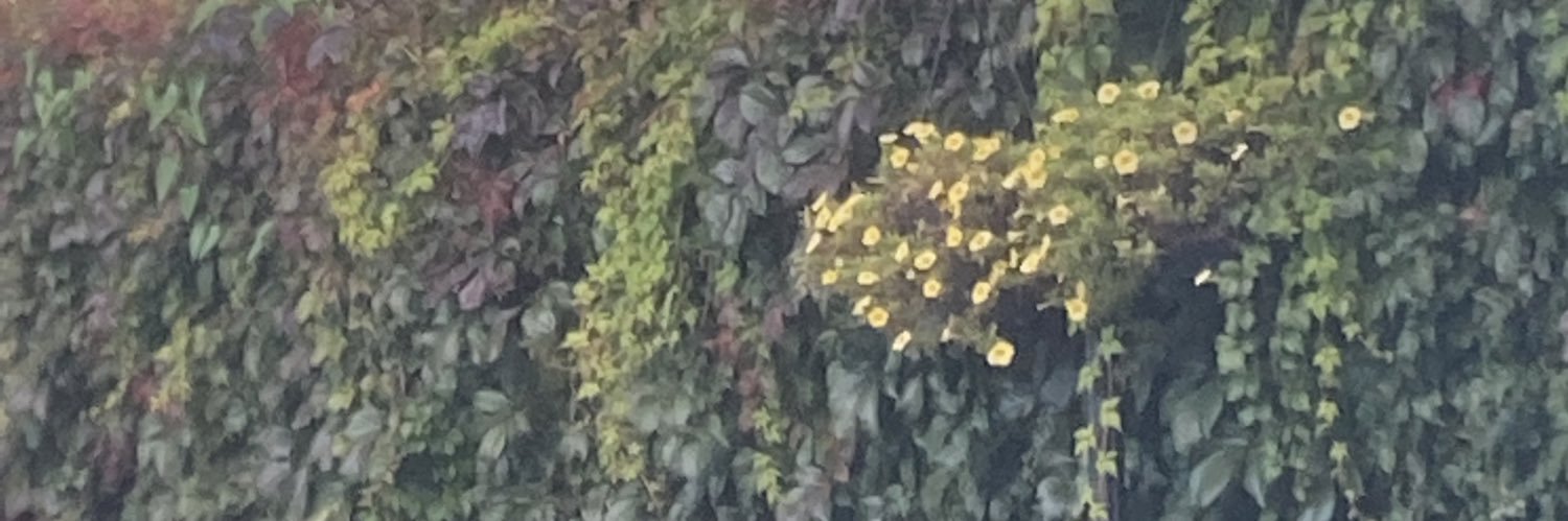 Steve banner