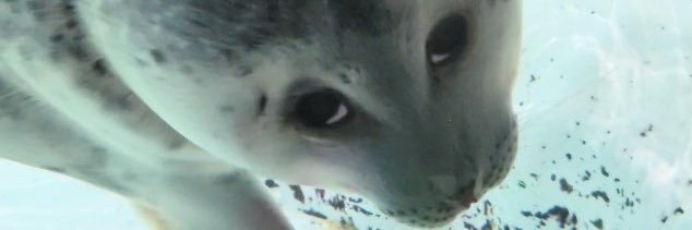 fishail's profile banner image