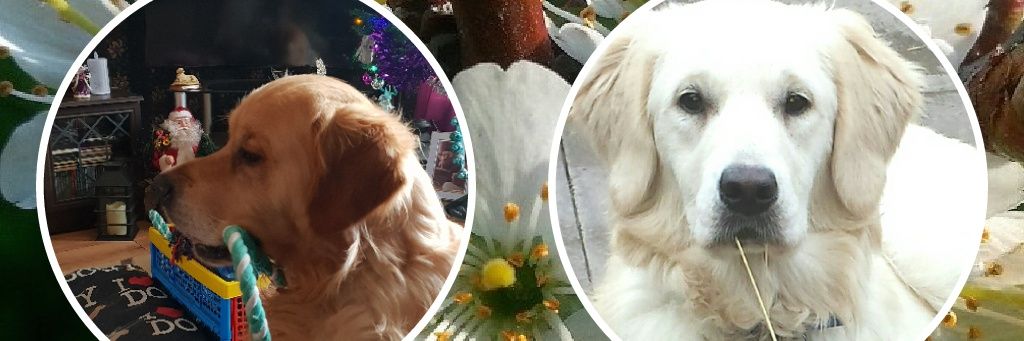 Di. Holder.🐾🐾 banner