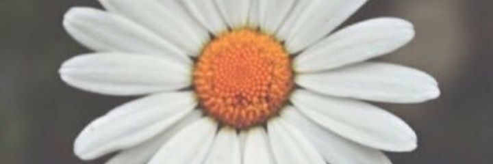 deemakhu's profile banner image