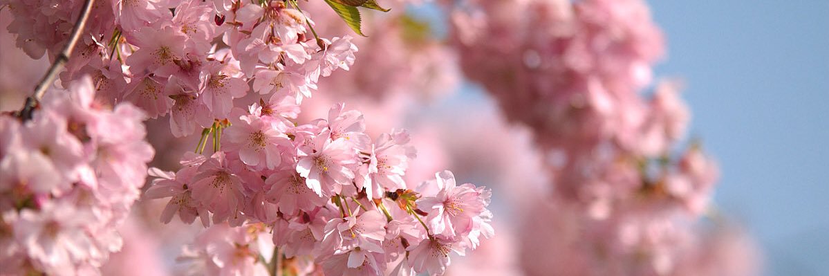 Nicol Olshansky banner