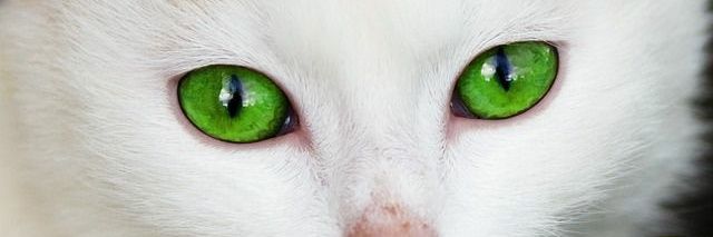 insasiable4's profile banner image