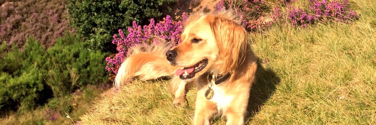 Chantal MayoHollaway banner