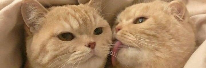 جوجه‌ای banner