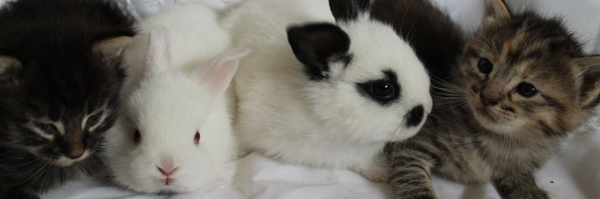 ଘ(੭◌ˊᵕˋ)੭* ੈ♡‧₊˚ normal girl ‧₊˚ banner