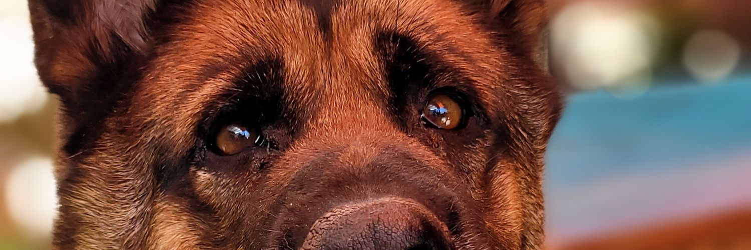 ari_grossi's profile banner image