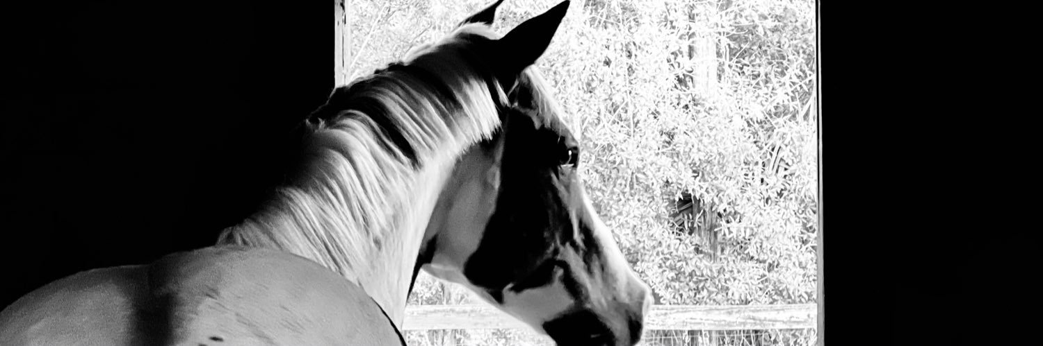 seashellgurl2's profile banner image