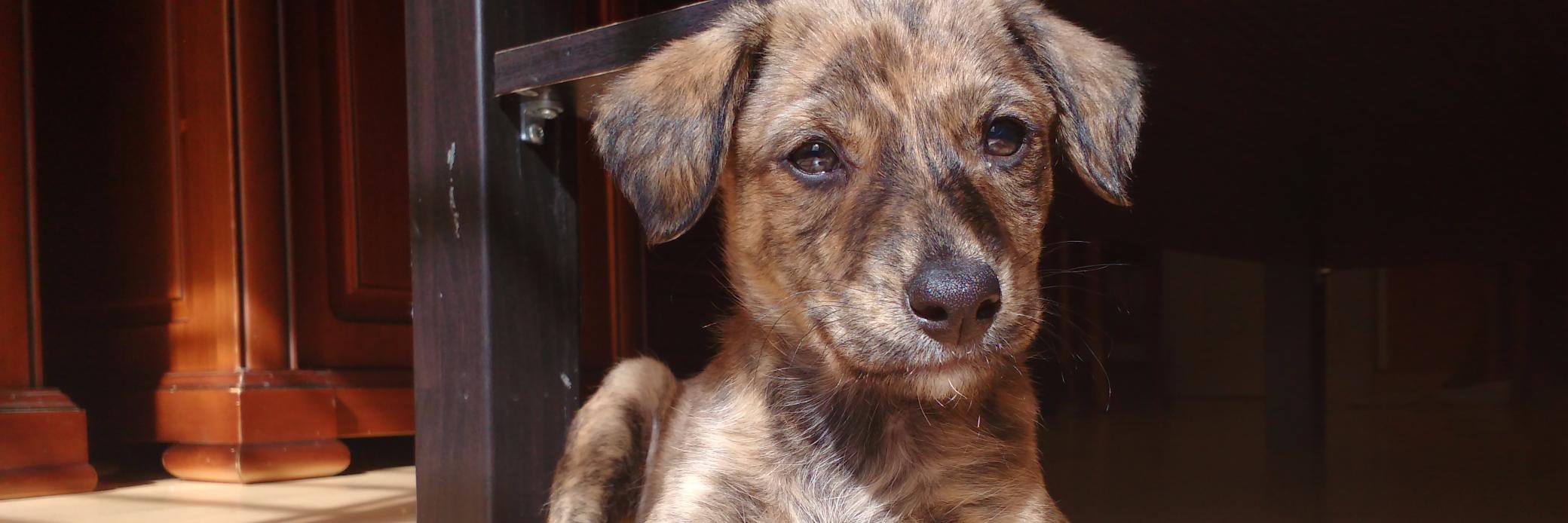 Cachorros Pulgosas banner