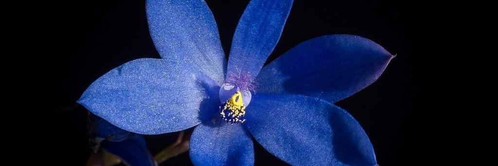 PCBlueLady's profile banner image