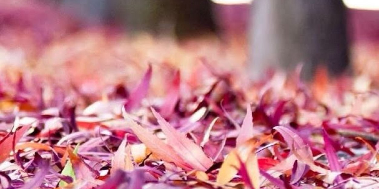 stefaniegnwn's profile banner image