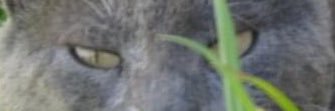 CazaTweet's profile banner image