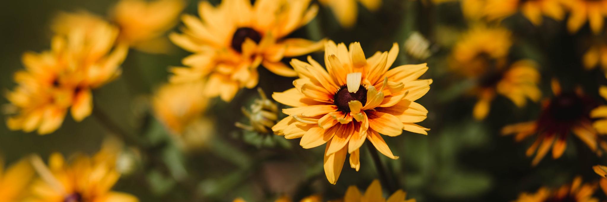 Fort Wayne Parks banner