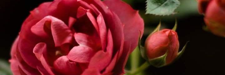 SabahNon's profile banner image