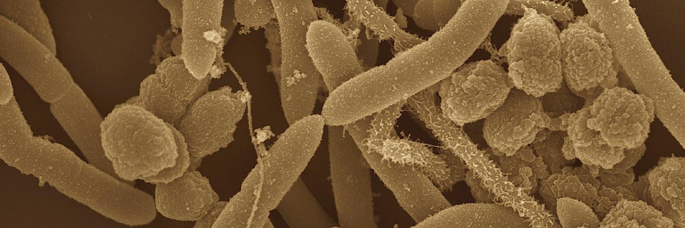 Purdue Applied Microbiome Sciences banner