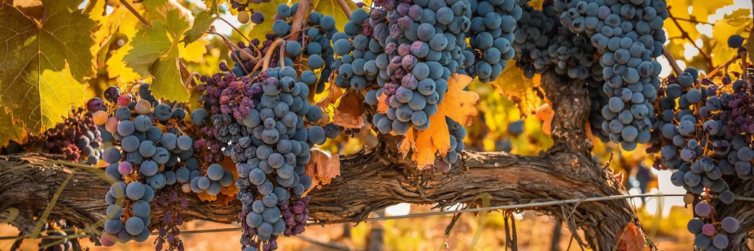 Matthew Burlile banner