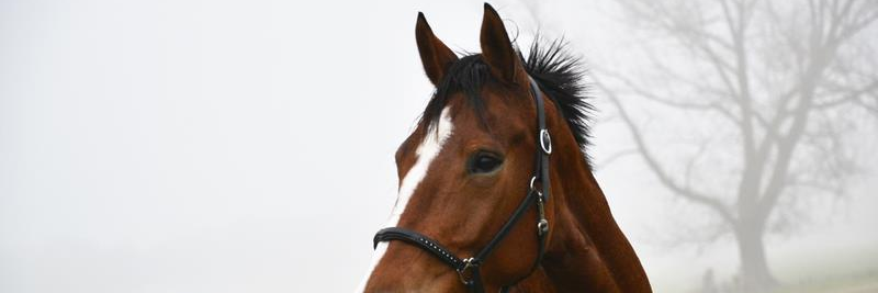 Liane ♞♞♞ banner