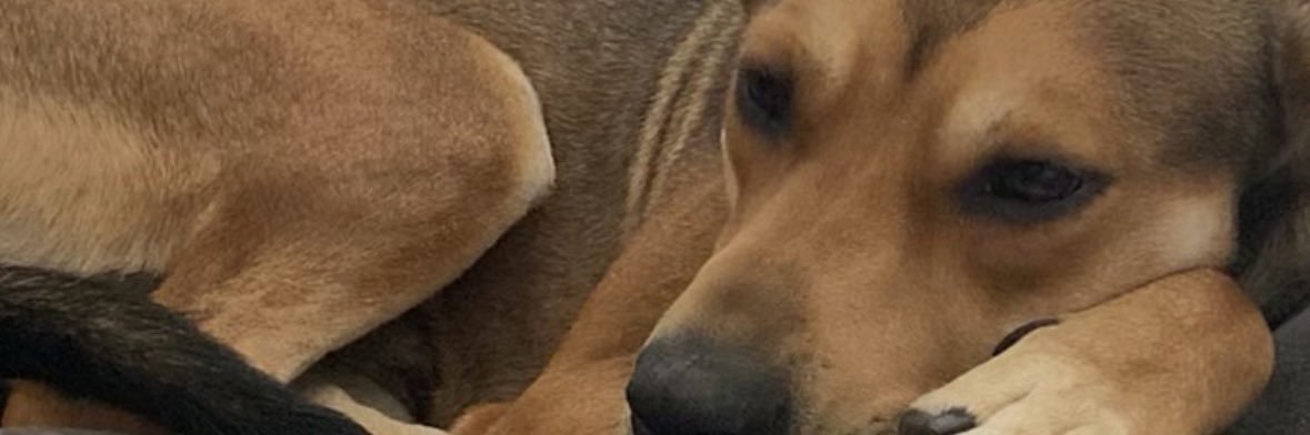 Lanewhyy's profile banner image