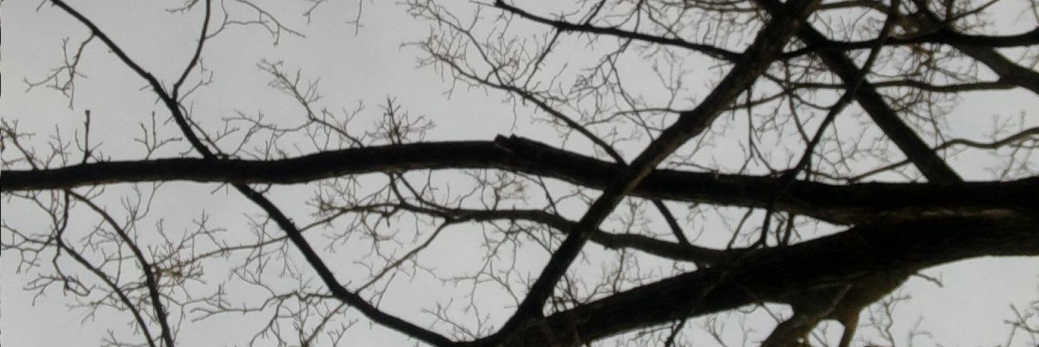 ladidaida's profile banner image