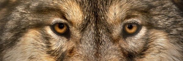 Ari_Perasto's profile banner image