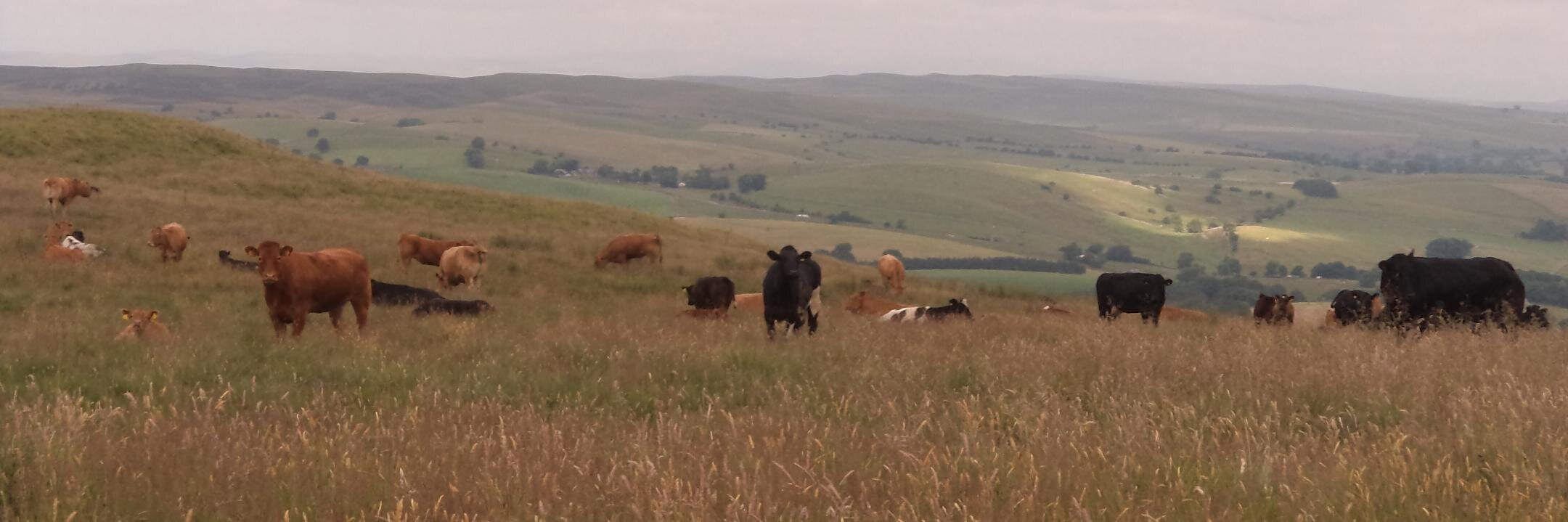 The Cattle Site banner