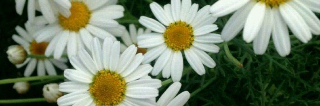 Sarialarcon1's profile banner image