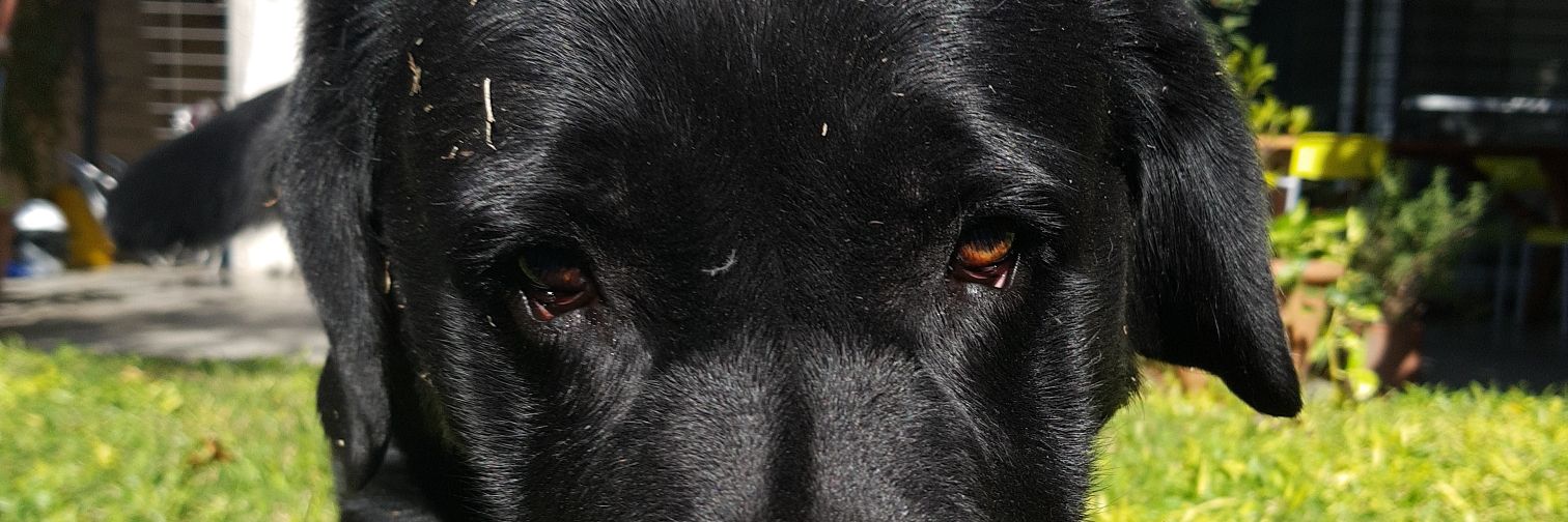 pekkitax's profile banner image