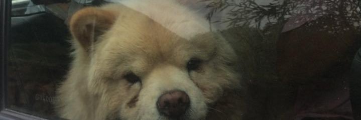 LoboCande's profile banner image