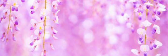 sakuyarinrin's profile banner image