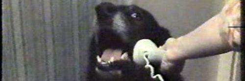 Pooch1431's profile banner image
