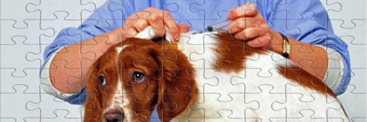 Truth4Pets's profile banner image