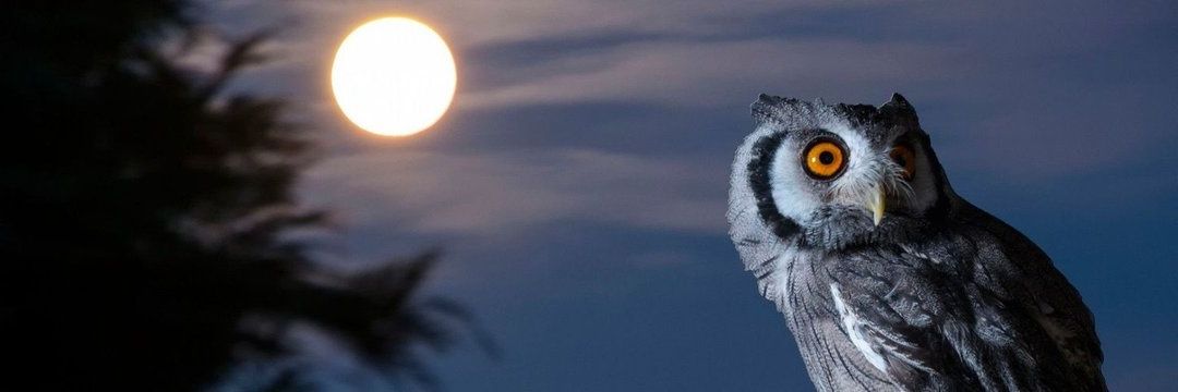 AerdonAmar's profile banner image
