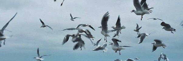 يُســــــــرا 🤍🕊️ banner