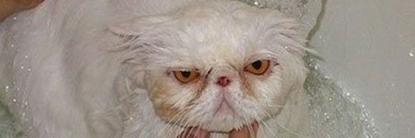 Cheyblondie's profile banner image